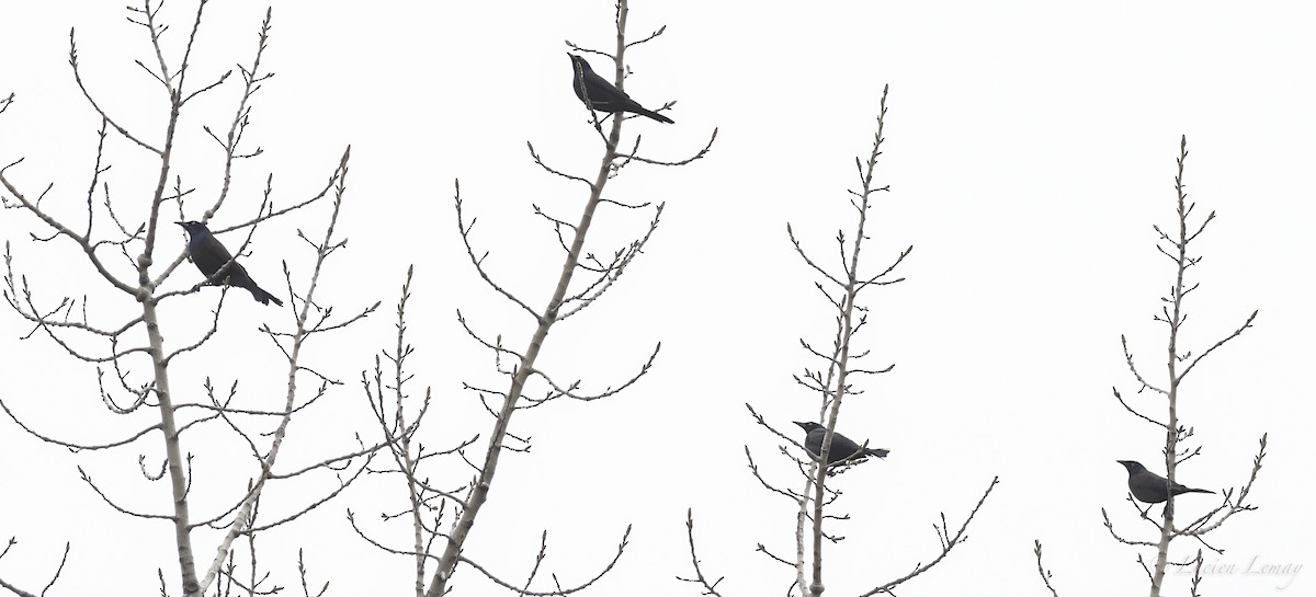 Common Grackle - ML231825841