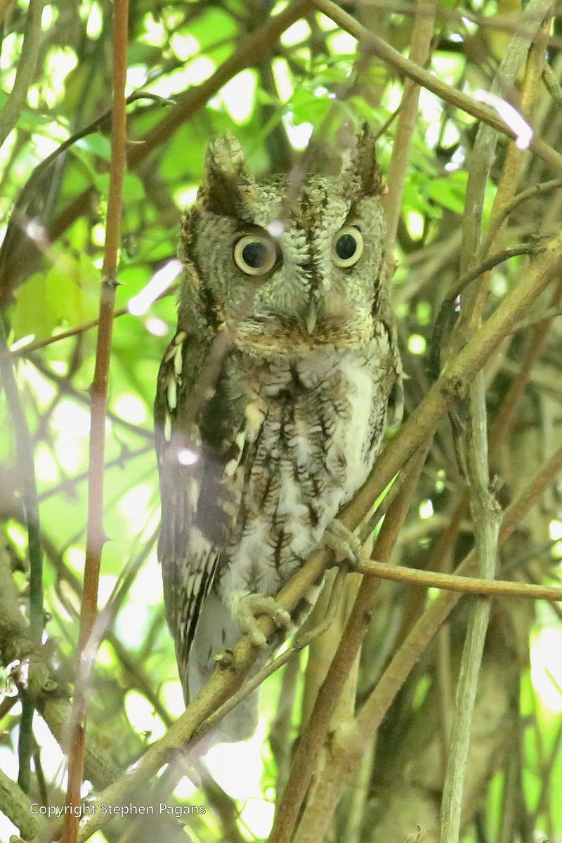 Eastern Screech-Owl - Steve Pagans