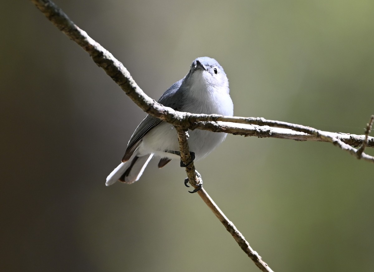 Gobemoucheron gris-bleu - ML231827651