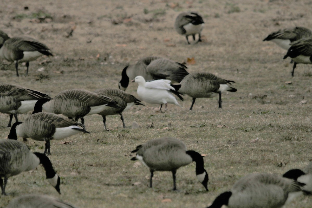 Ross's Goose - ML231829491