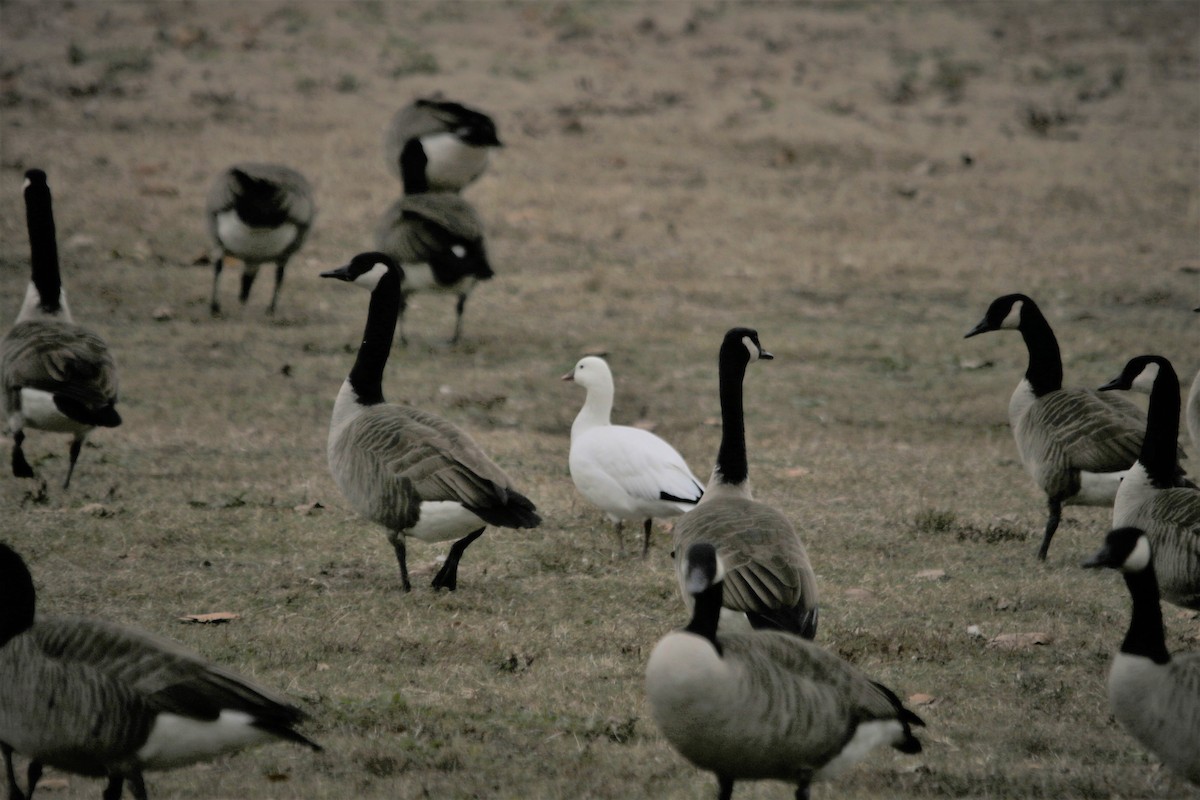 Ross's Goose - ML231829501