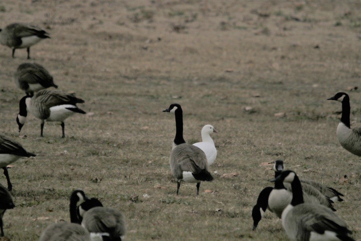 Ross's Goose - ML231829511