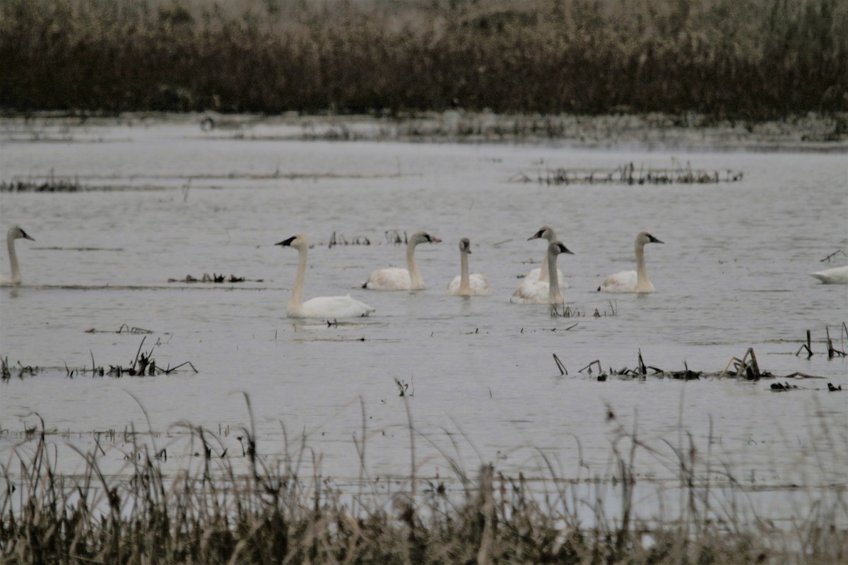 Cisne Trompetero - ML231829661