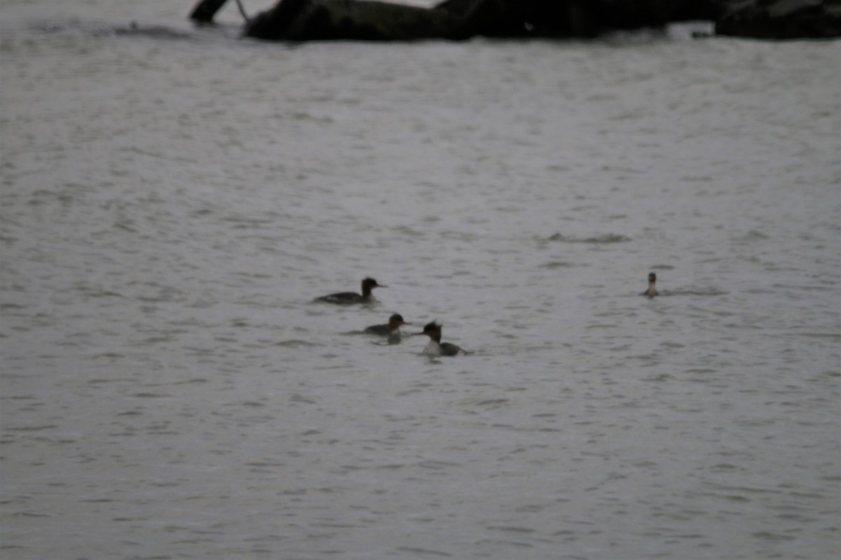 Red-breasted Merganser - ML231829851