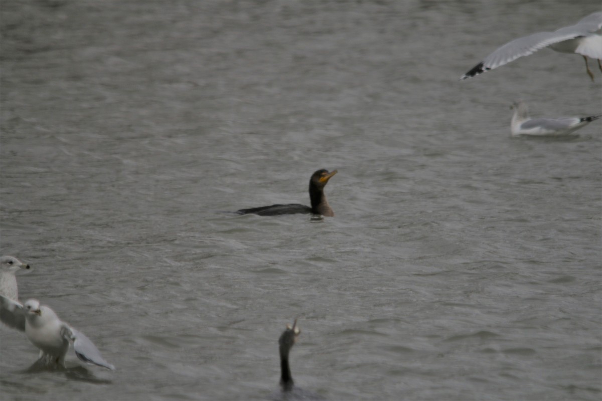 Cormoran à aigrettes - ML231829991