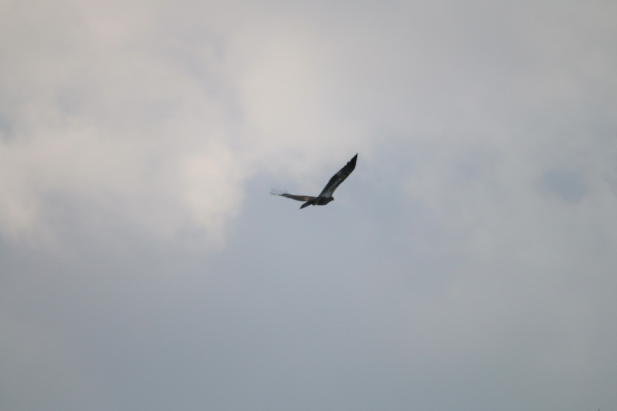 Turkey Vulture - ML231830031