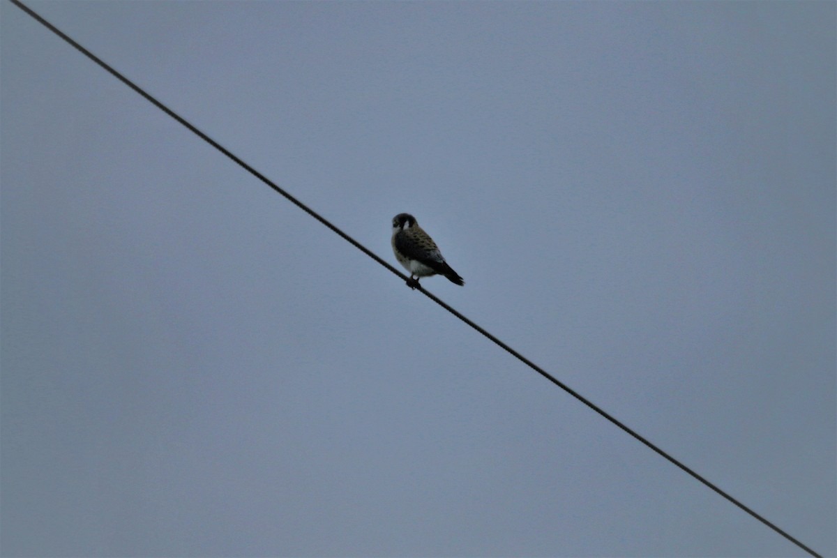 American Kestrel - ML231830101