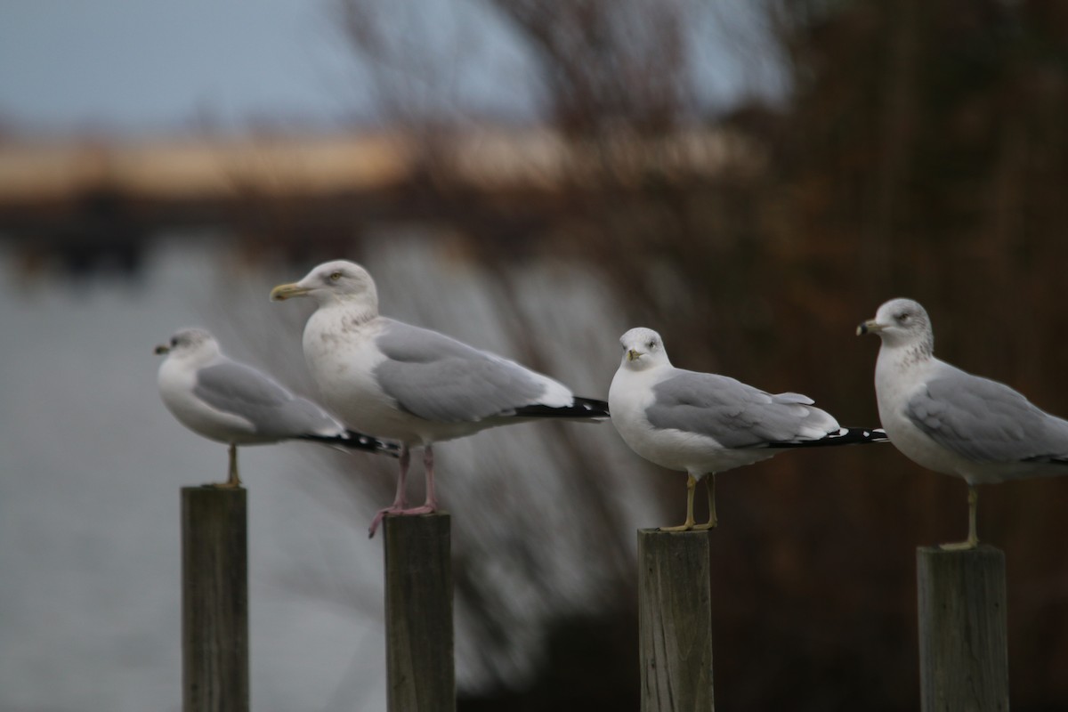 Ring-billed Gull - ML231830231