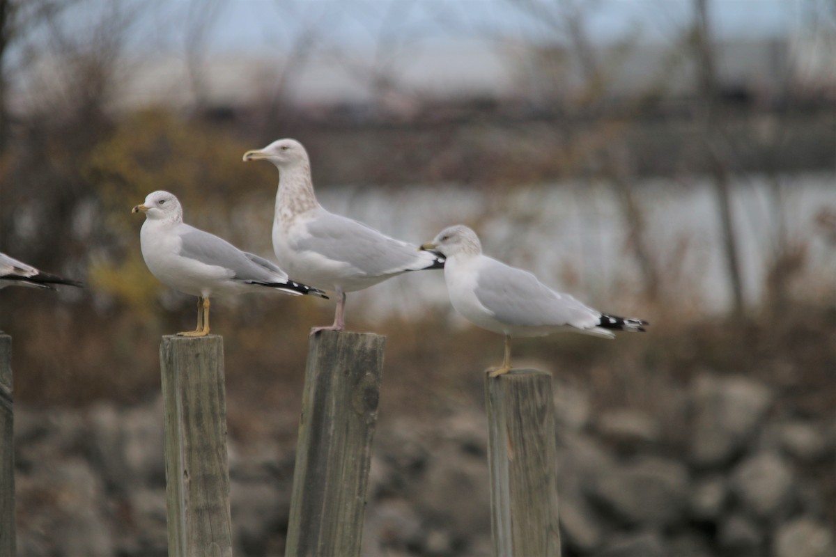 Herring Gull - ML231830281