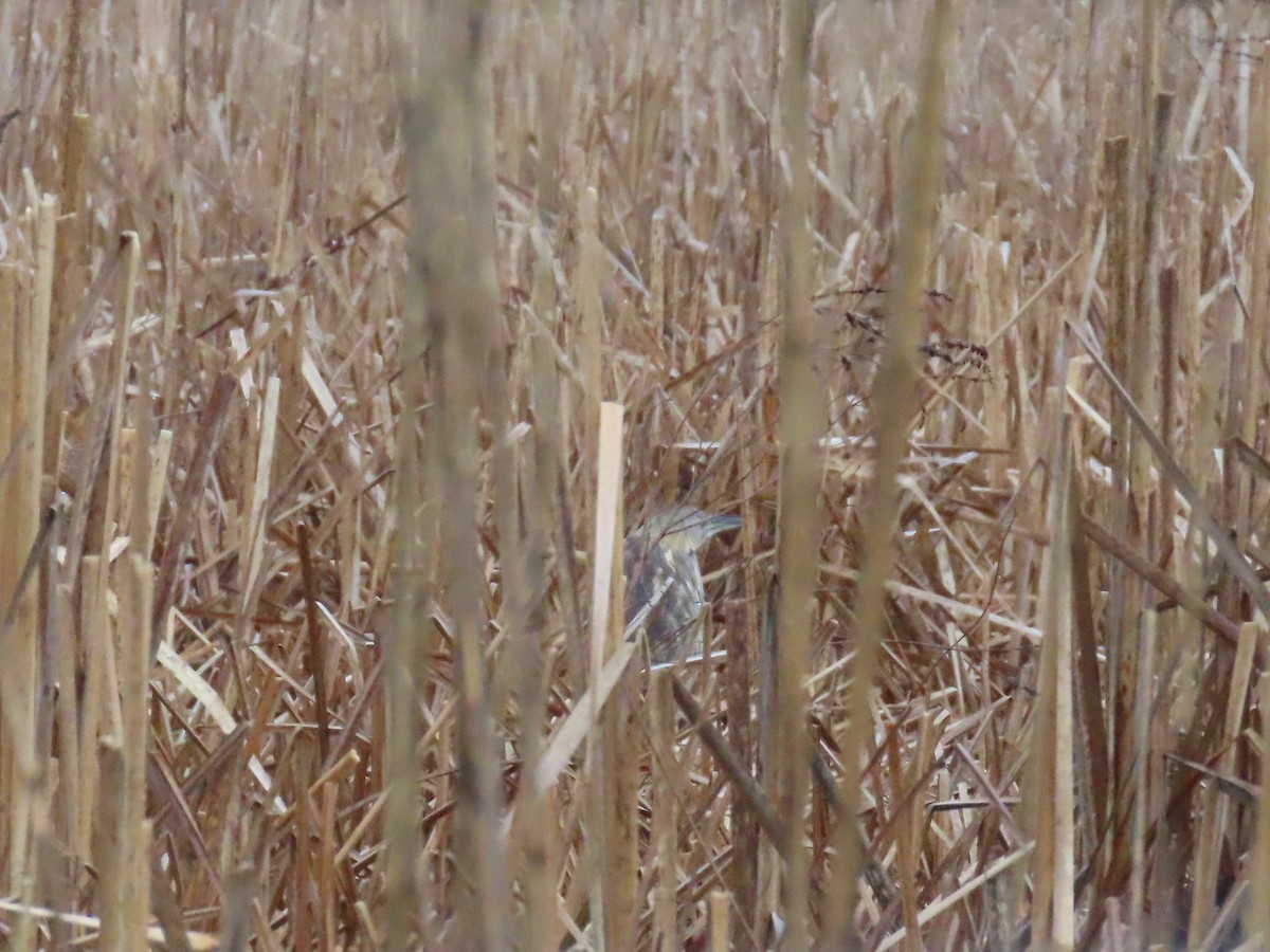 American Bittern - Susan Carpenter