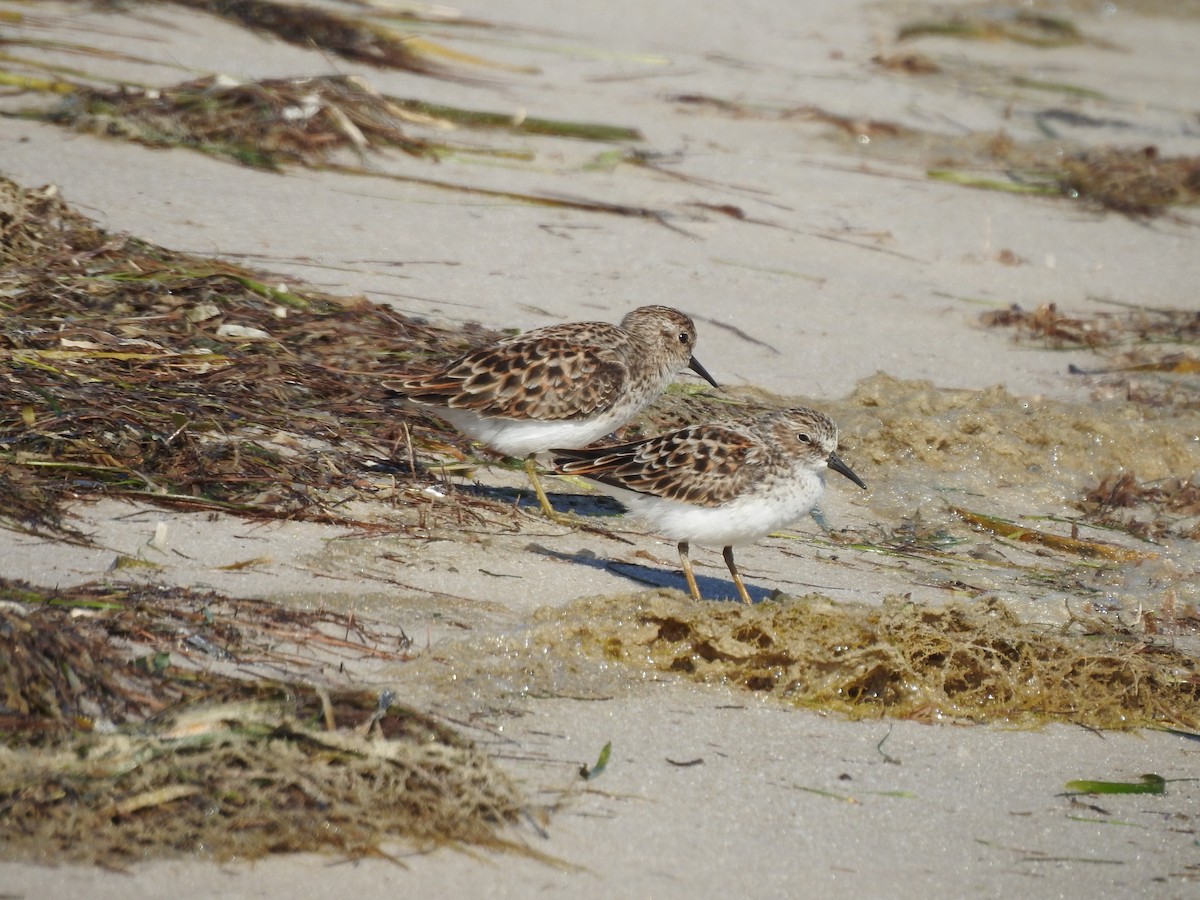 Least Sandpiper - ML231835181