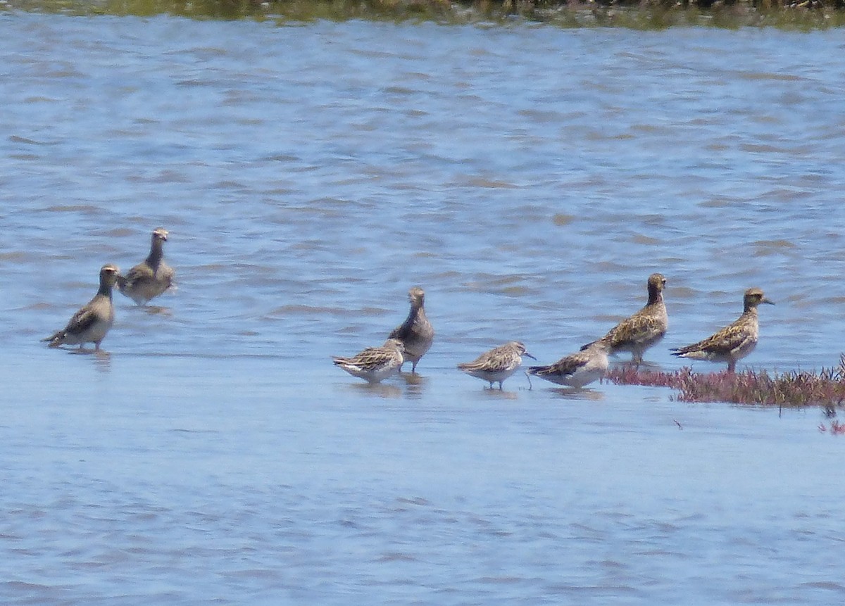 Pacific Golden-Plover - ML23183681