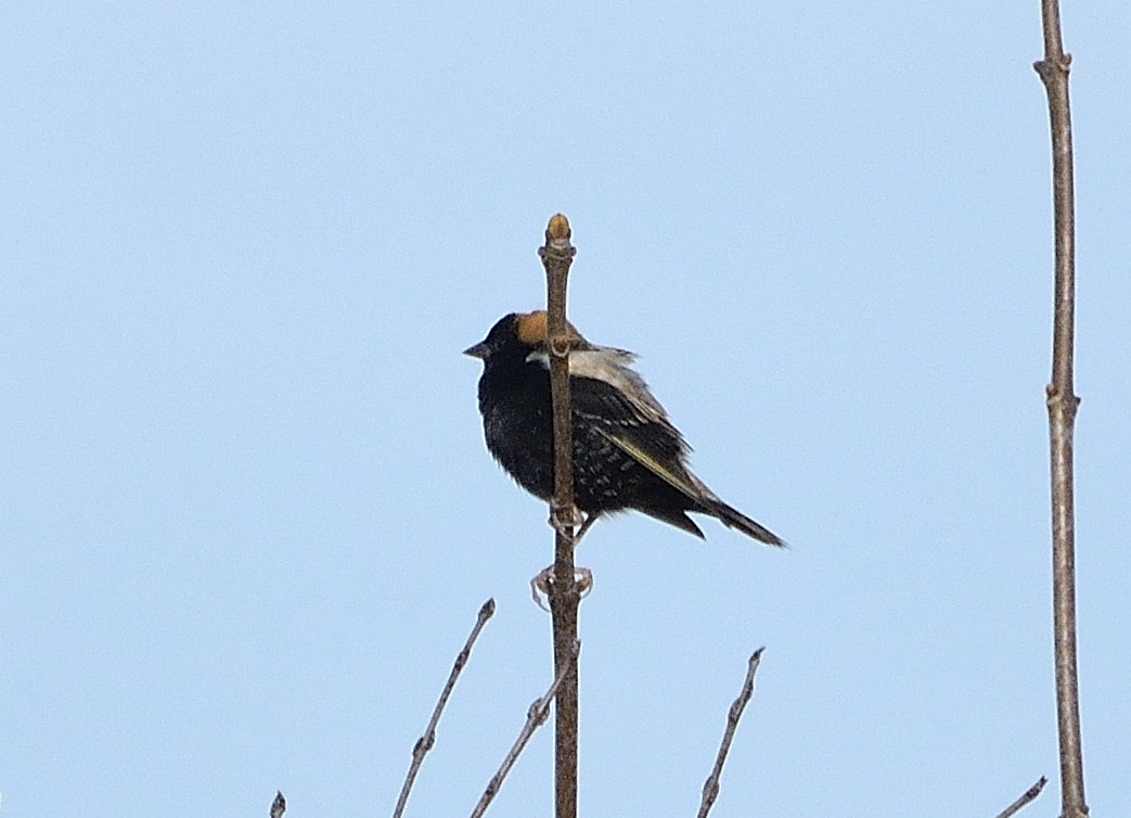 bobolink americký - ML231836981