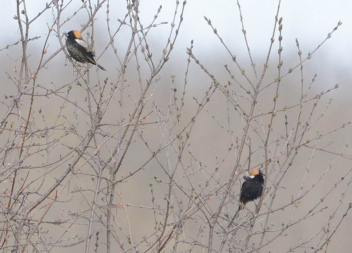 bobolink americký - ML231836991