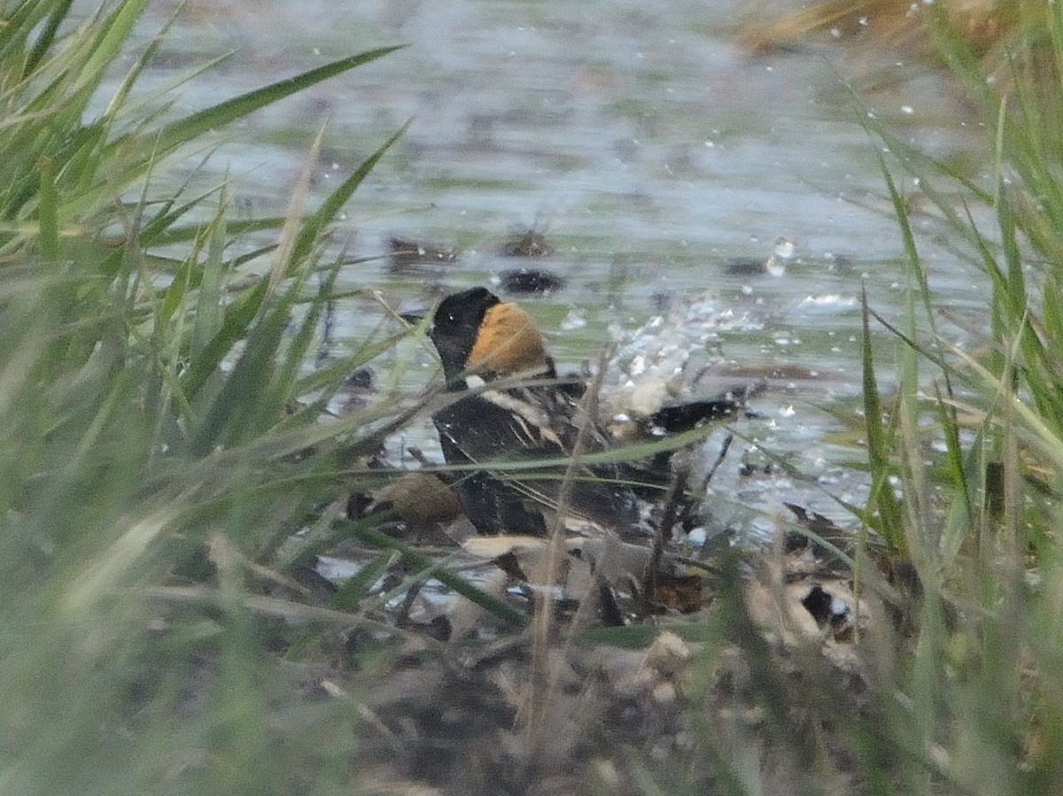 bobolink americký - ML231837021