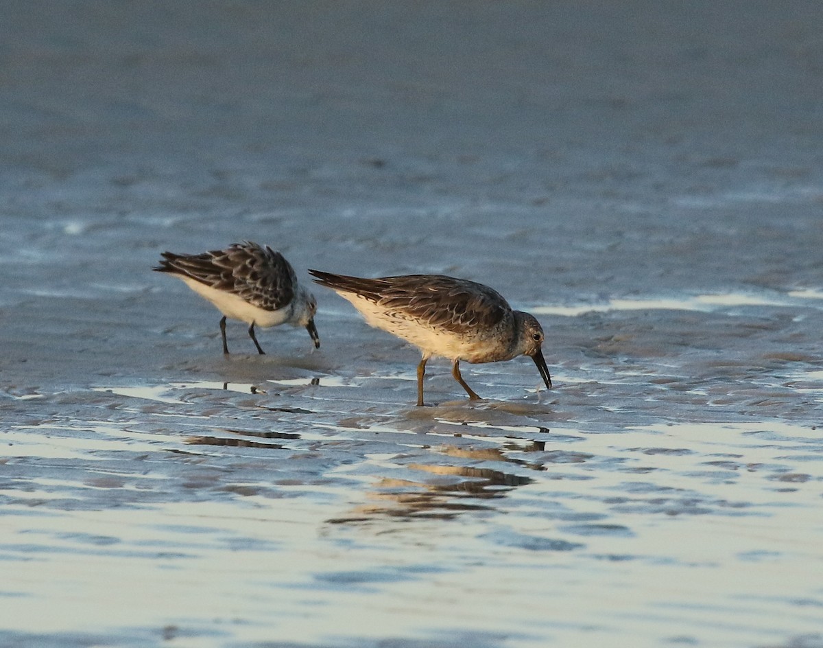 Red Knot - Lori McDonald