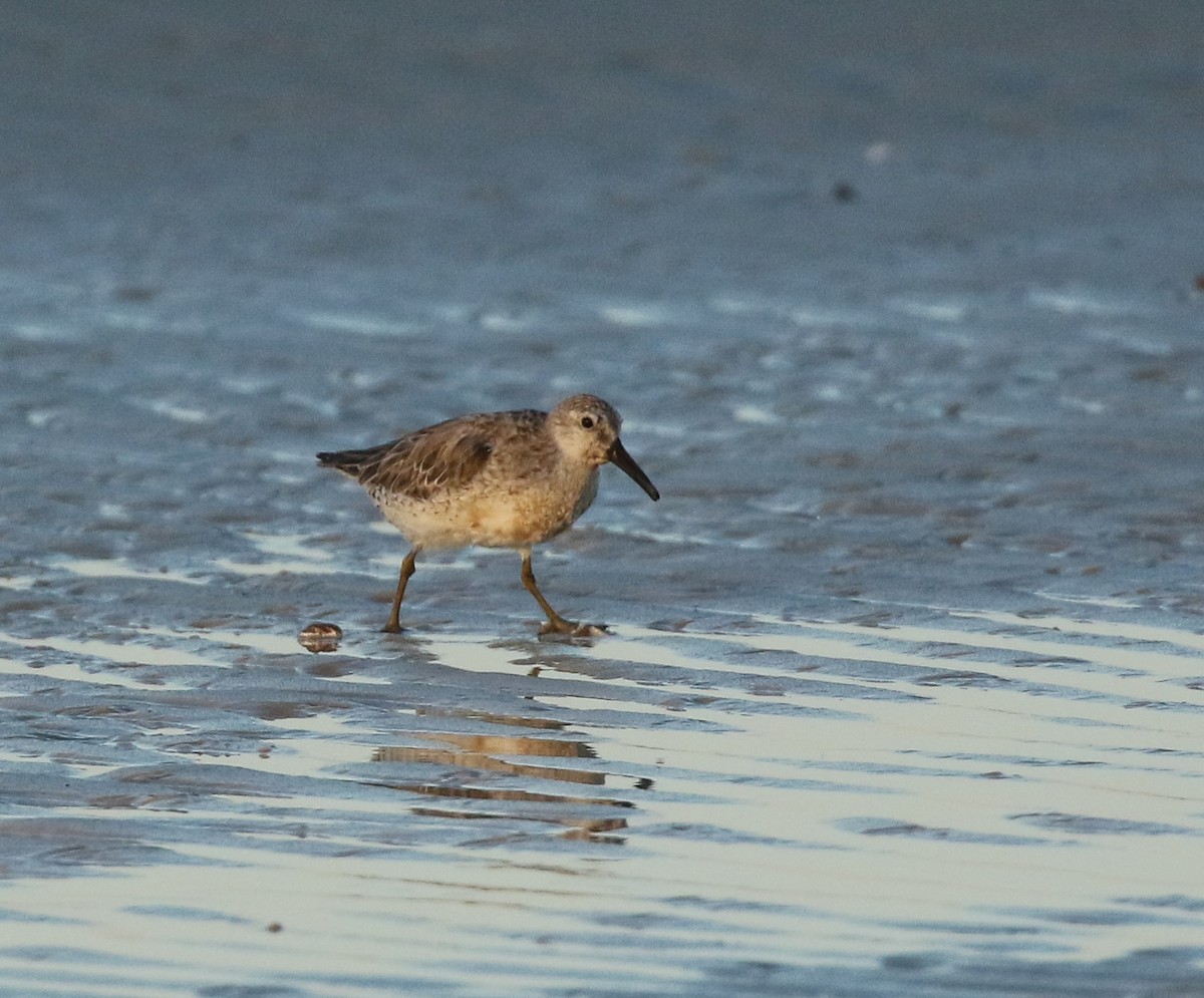 Red Knot - Lori McDonald