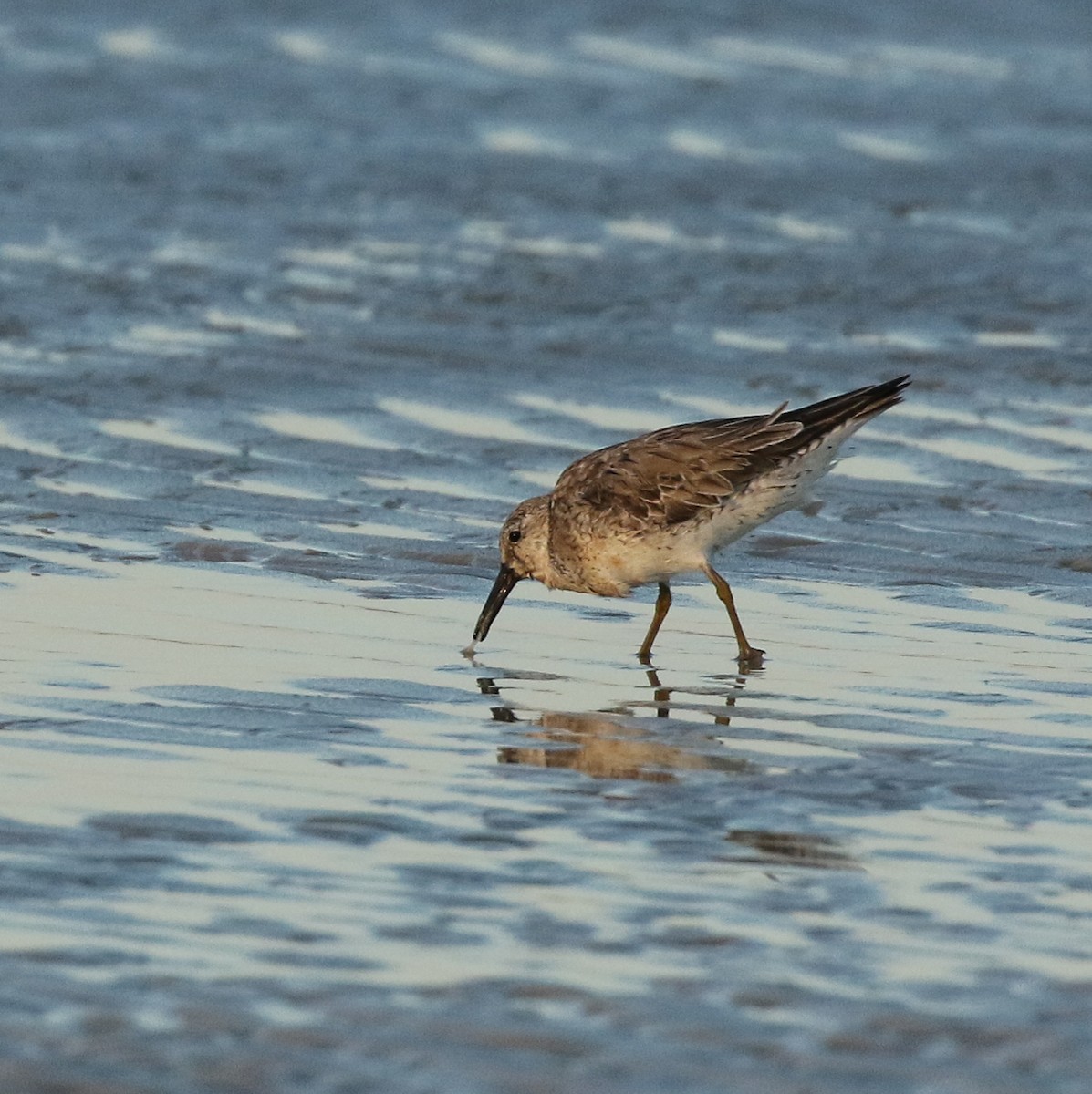 Red Knot - Lori McDonald