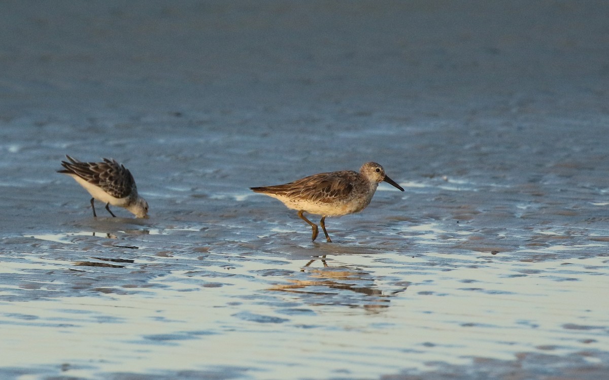 Red Knot - Lori McDonald