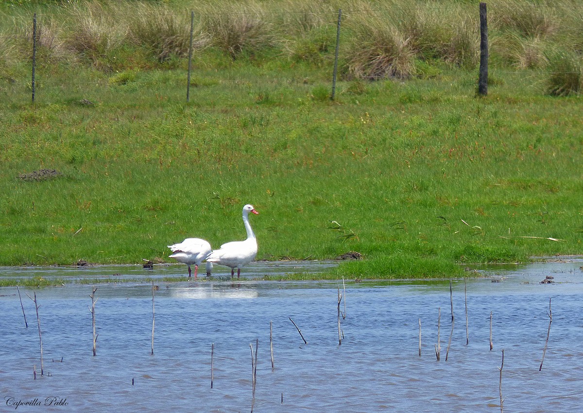 Coscoroba Swan - ML231839011