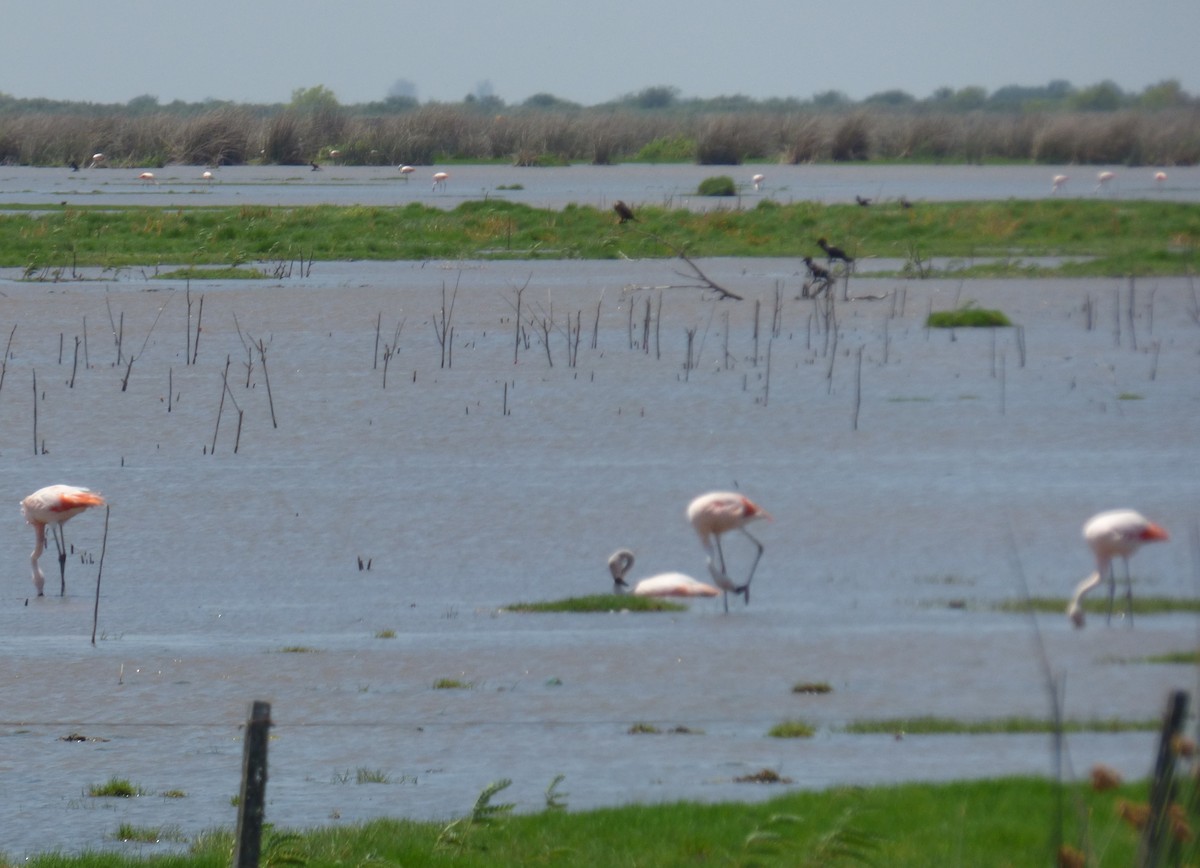 Şili Flamingosu - ML231839191