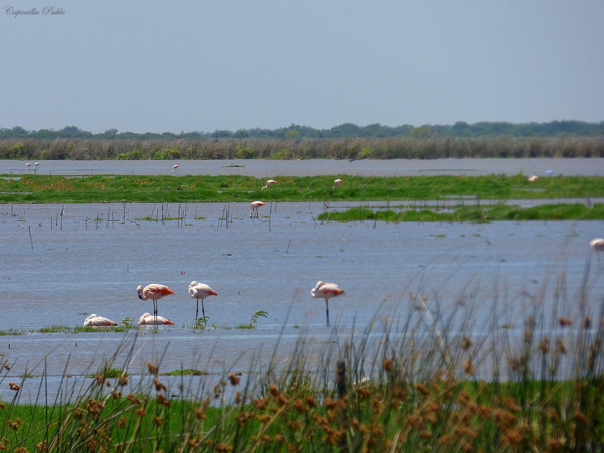 Chilean Flamingo - ML231839291