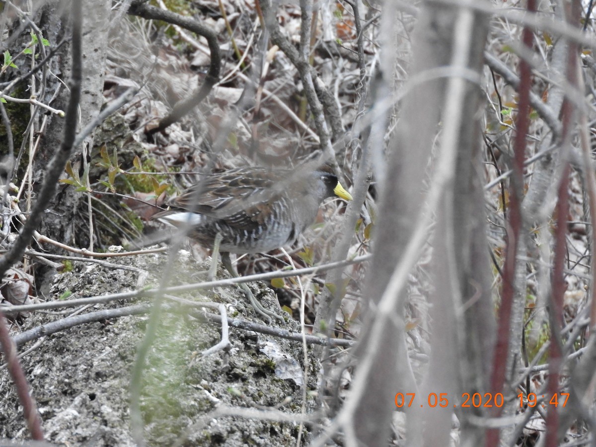 maskerikse - ML231839531