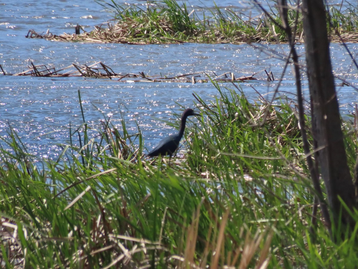 Little Blue Heron - ML231839811