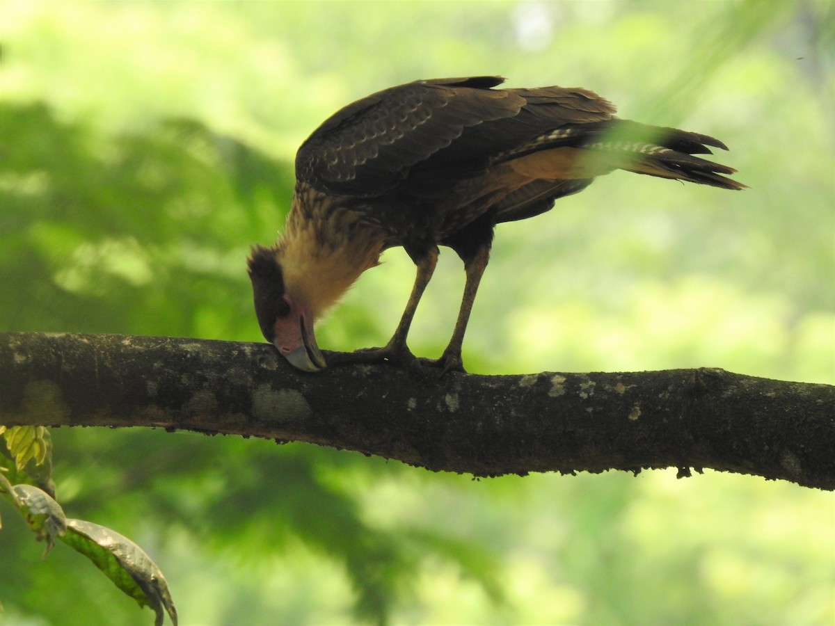 Crested Caracara (Northern) - Heidi  Viteri