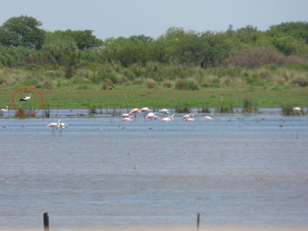 Maguari Stork - ML231841471