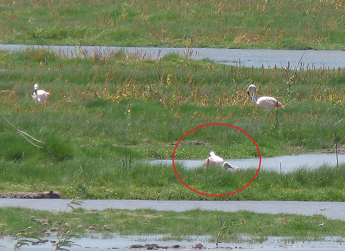 Roseate Spoonbill - ML231841821