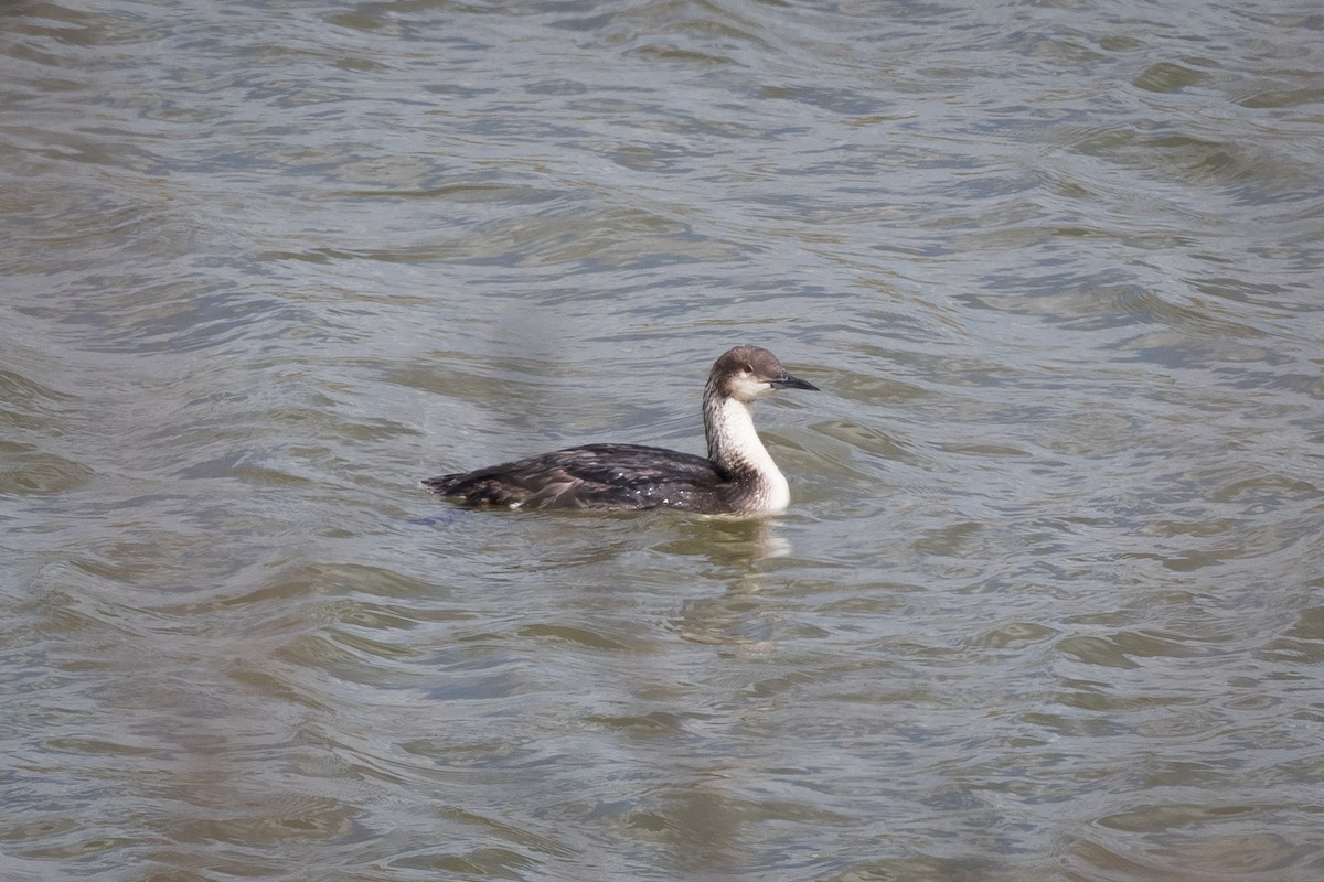 シロエリオオハム - ML231843161