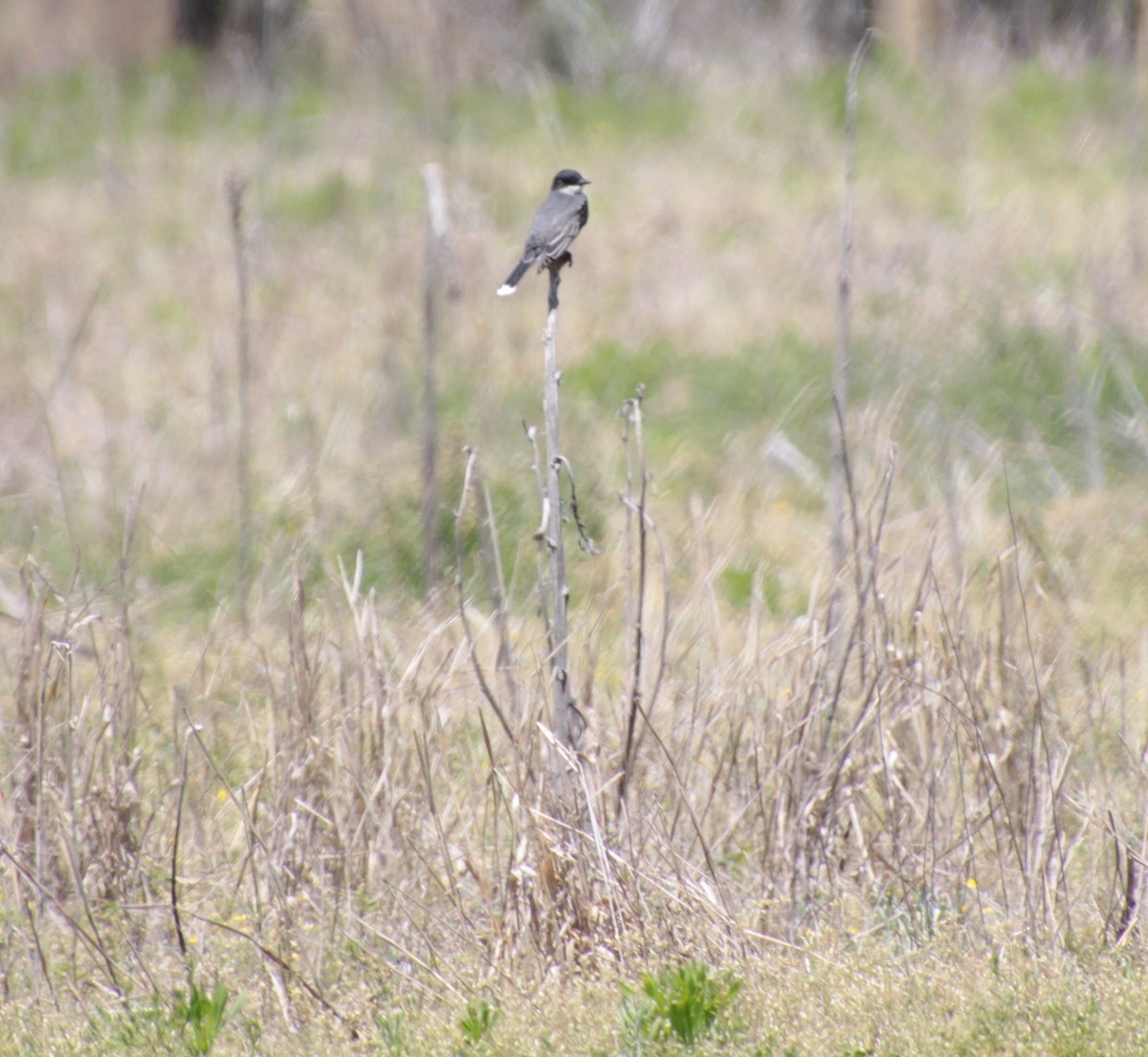 Eastern Kingbird - ML231843461