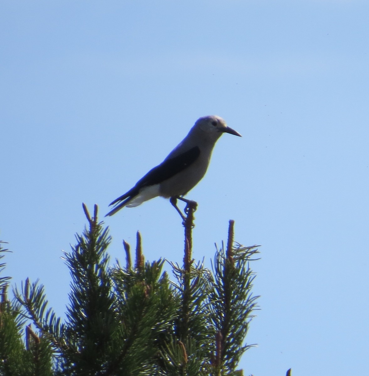 Clark's Nutcracker - ML231843581