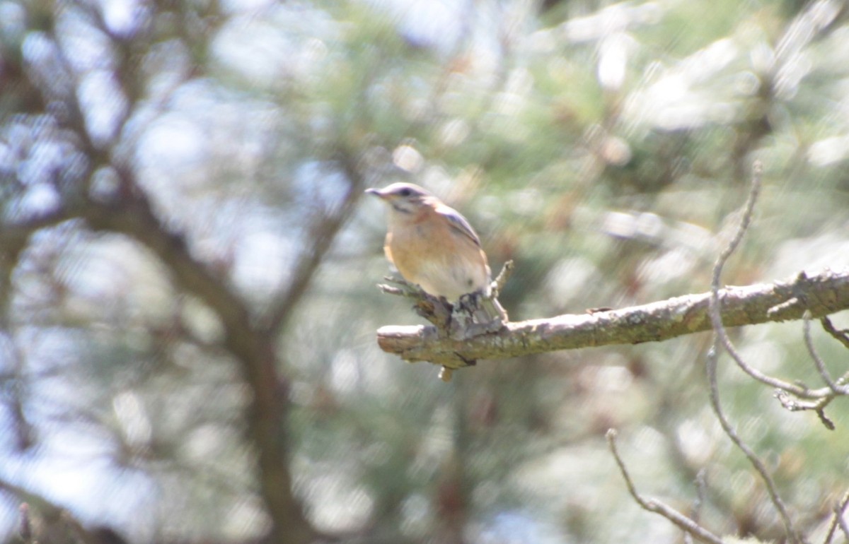 Eastern Bluebird - ML231843771