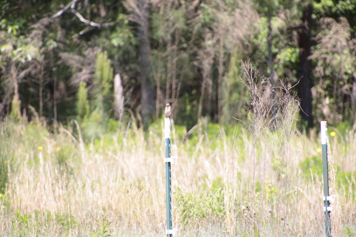 Eastern Bluebird - ML231843781