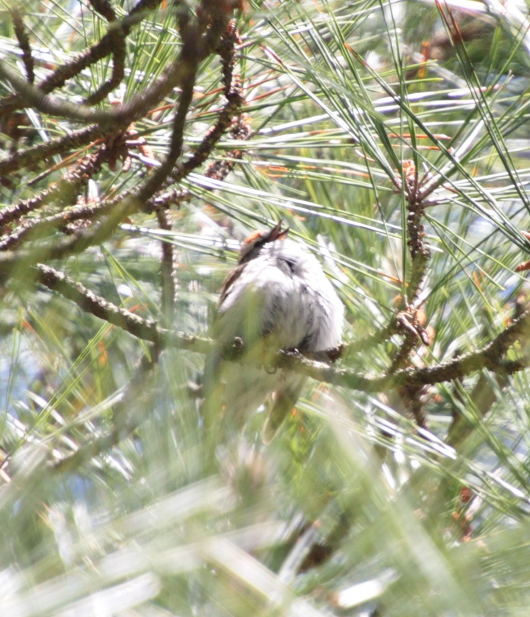 Chipping Sparrow - ML231843911