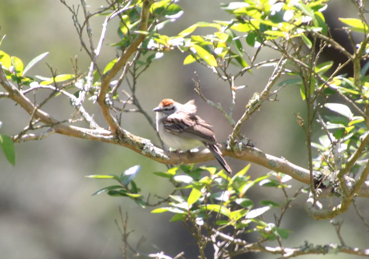 Chipping Sparrow - ML231843921