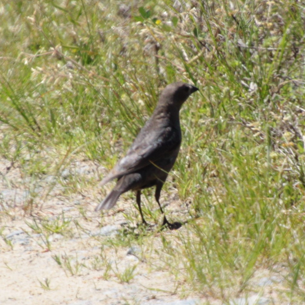 Brown-headed Cowbird - ML231843971