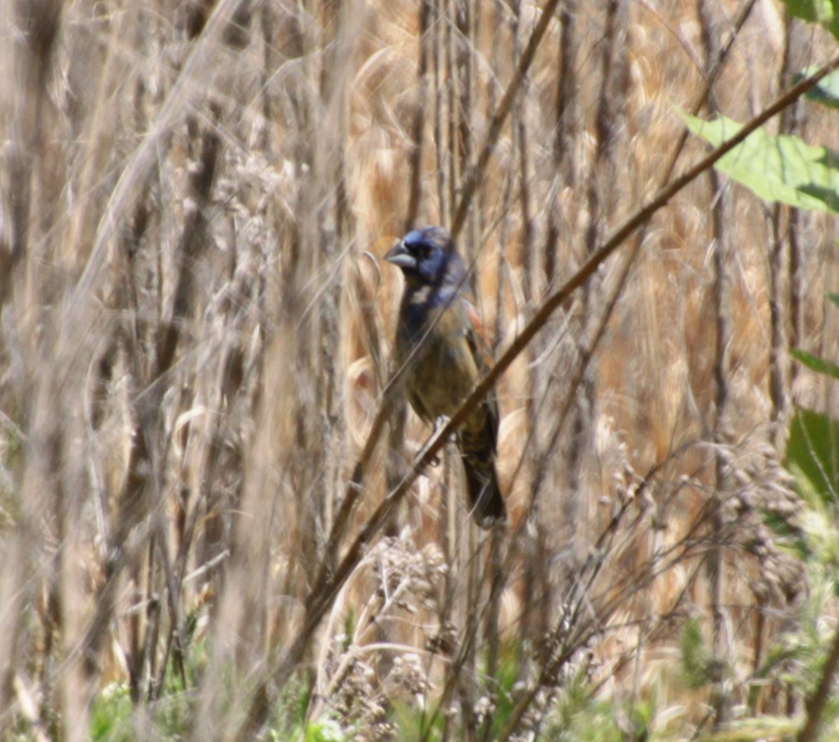 Blue Grosbeak - ML231844221