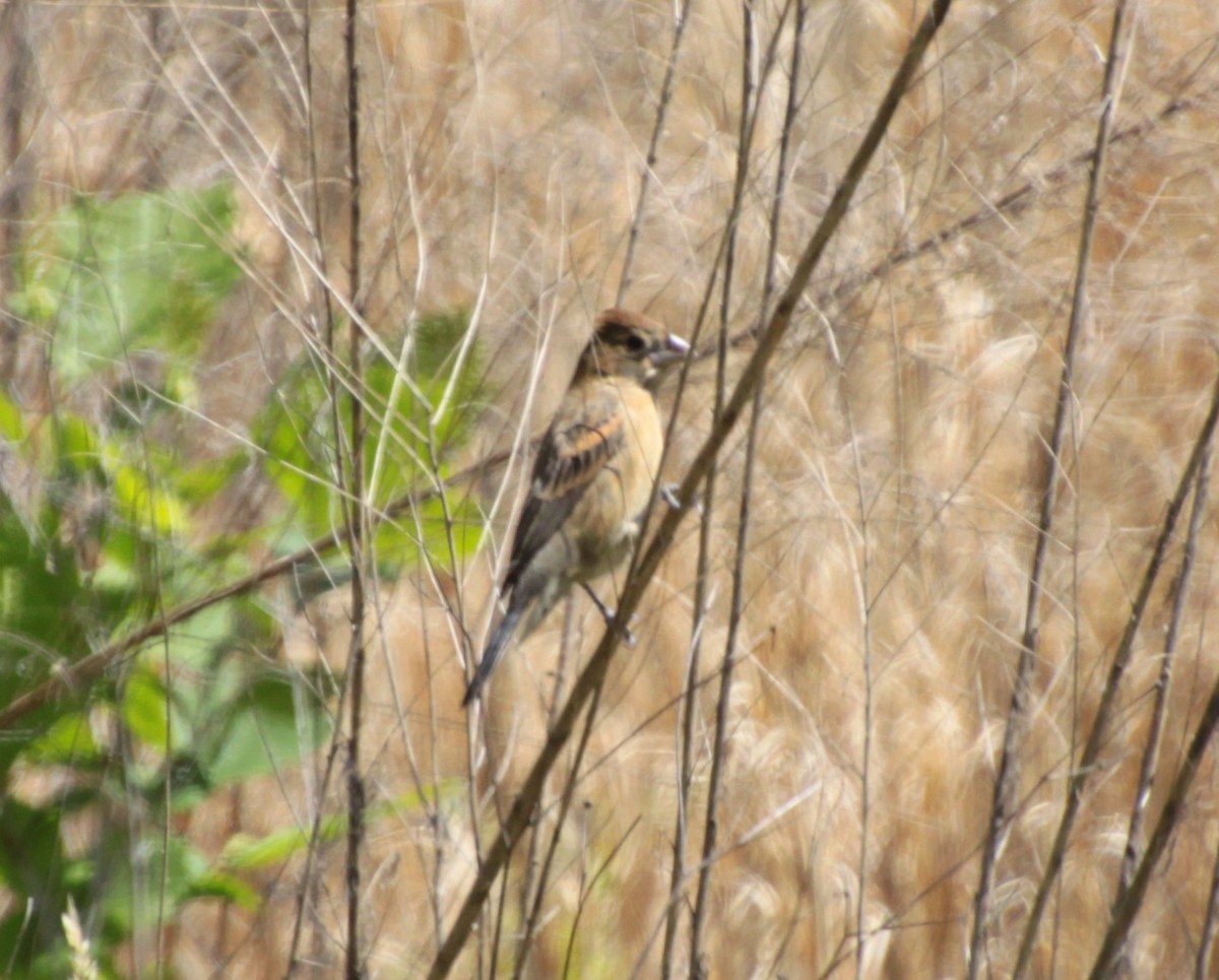 Blue Grosbeak - ML231844231