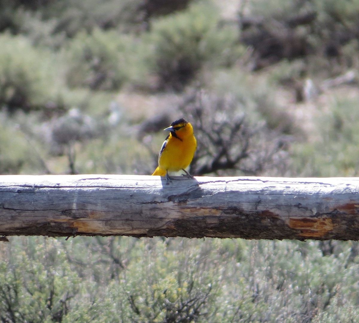 Oriole de Bullock - ML231844421