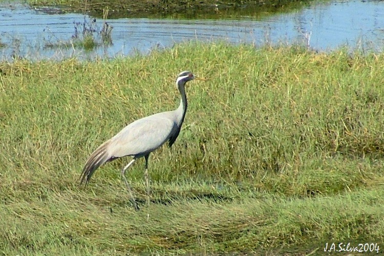 Demoiselle Crane - Jorge Araújo da Silva