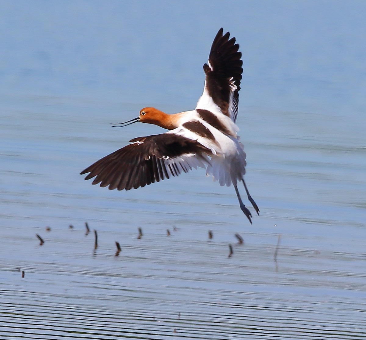 American Avocet - Bala Chennupati