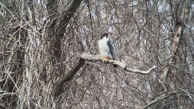 Peregrine Falcon - ML231845711