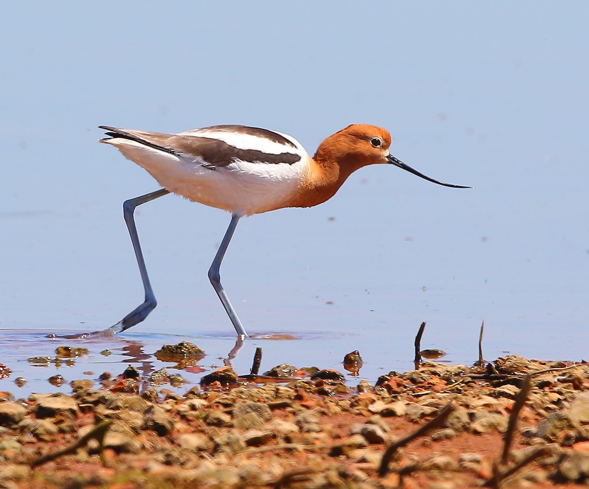 American Avocet - Bala Chennupati