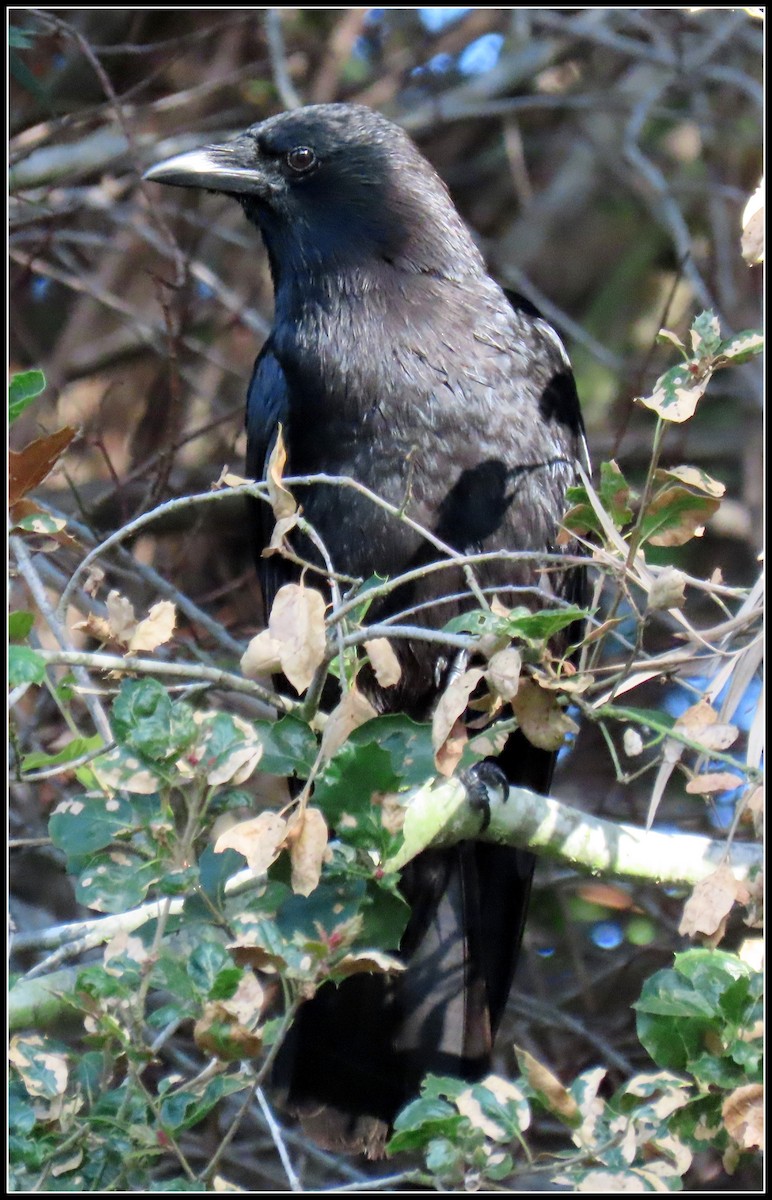 American Crow - ML231847051