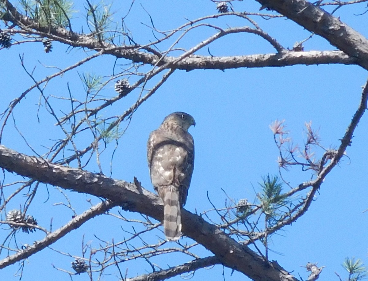 Cooper's Hawk - ML231847211