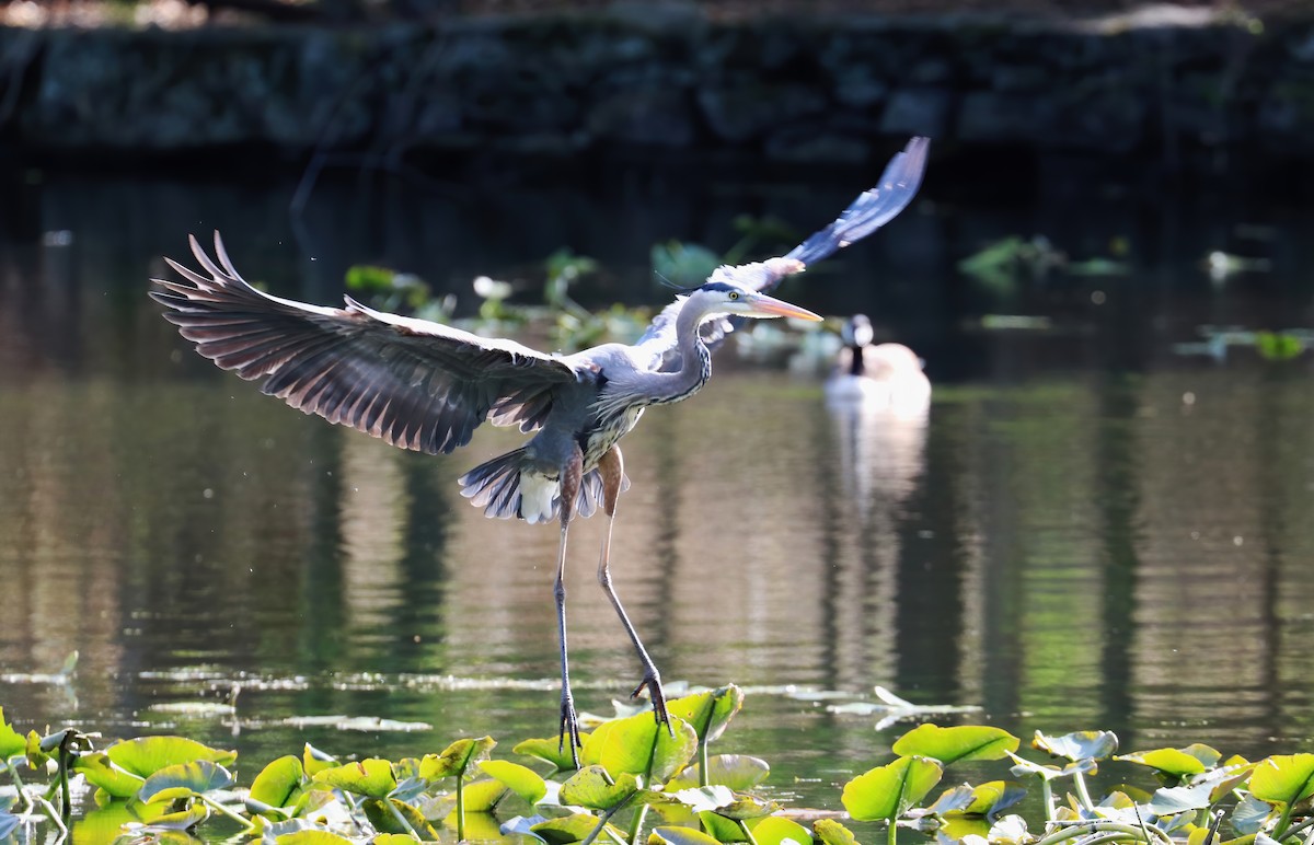 Great Blue Heron - Suzanne O'Rourke
