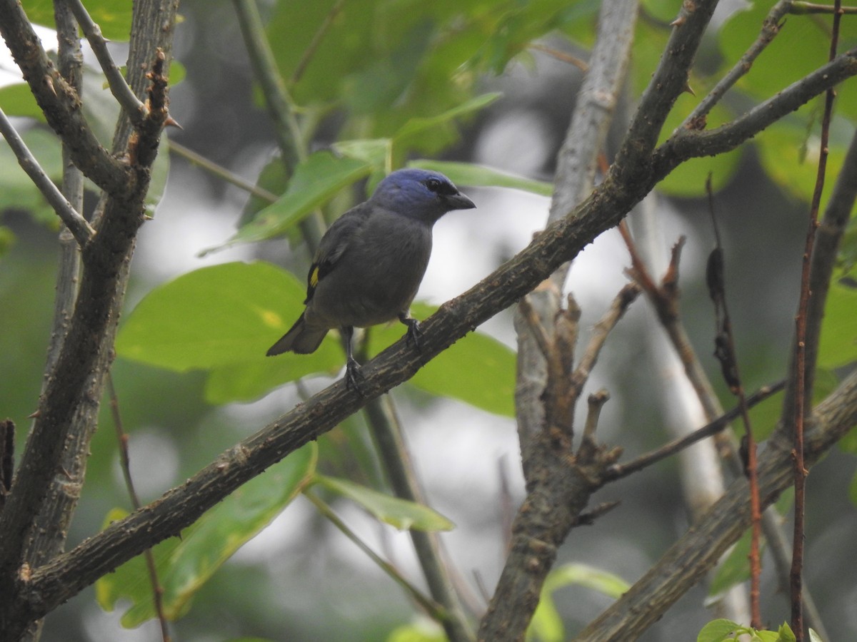 Yellow-winged Tanager - ML231850971